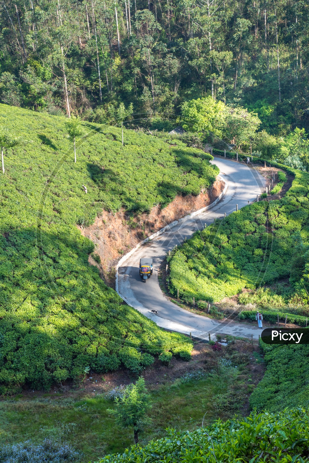 An Auto cruising through the passage ways between the Tea Plantations, Munnar.
