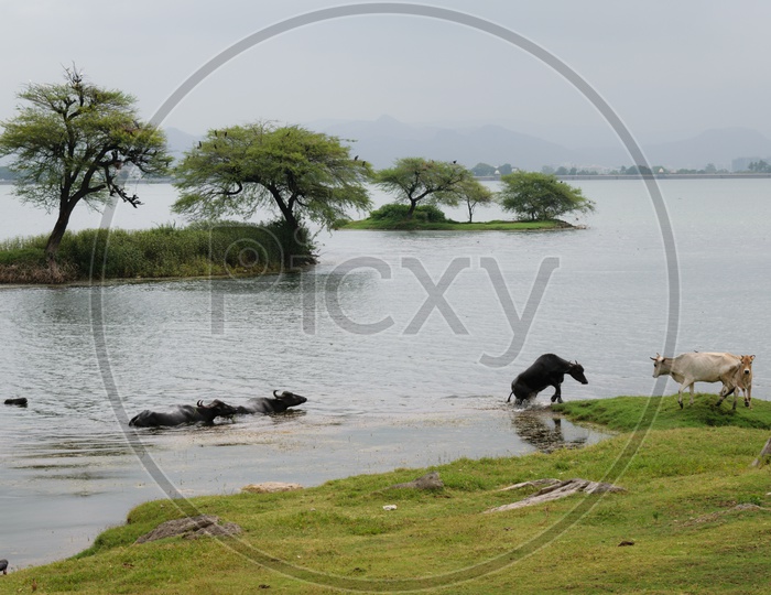 Buffaloes bathing in lake