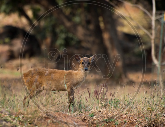 Baby Sambar Deer