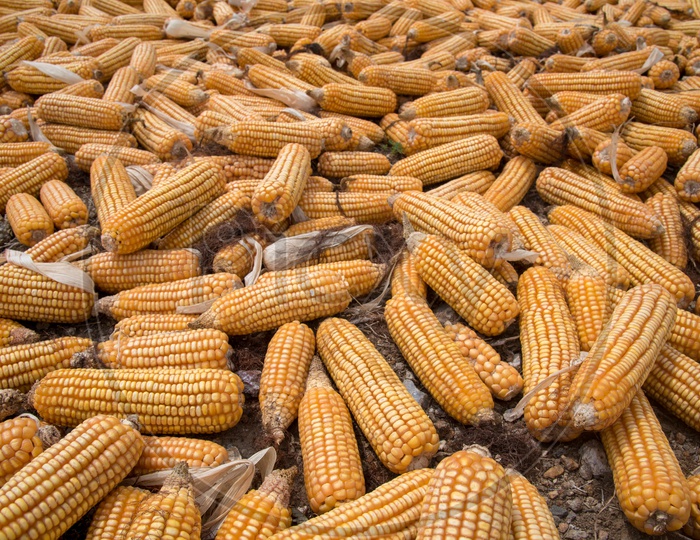 Maize being dried up to extract  Maize floor/Corn Oil/Pop Corn.