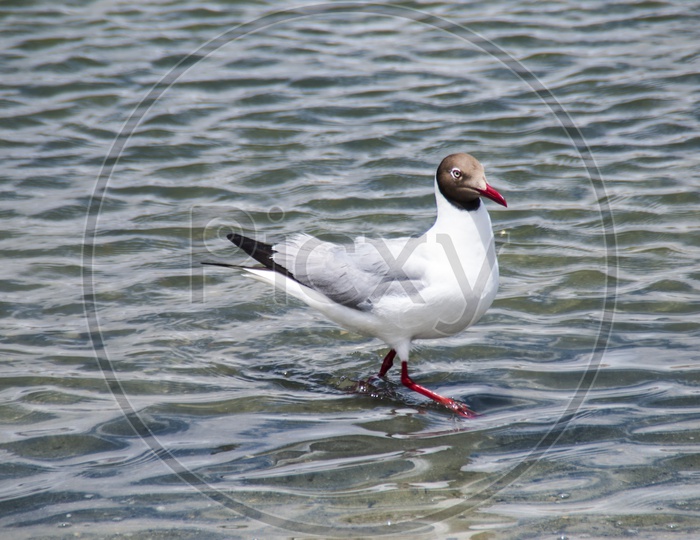 Waterfowl in Pangong Lake