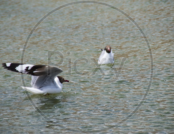 Birds in Pangong Lake