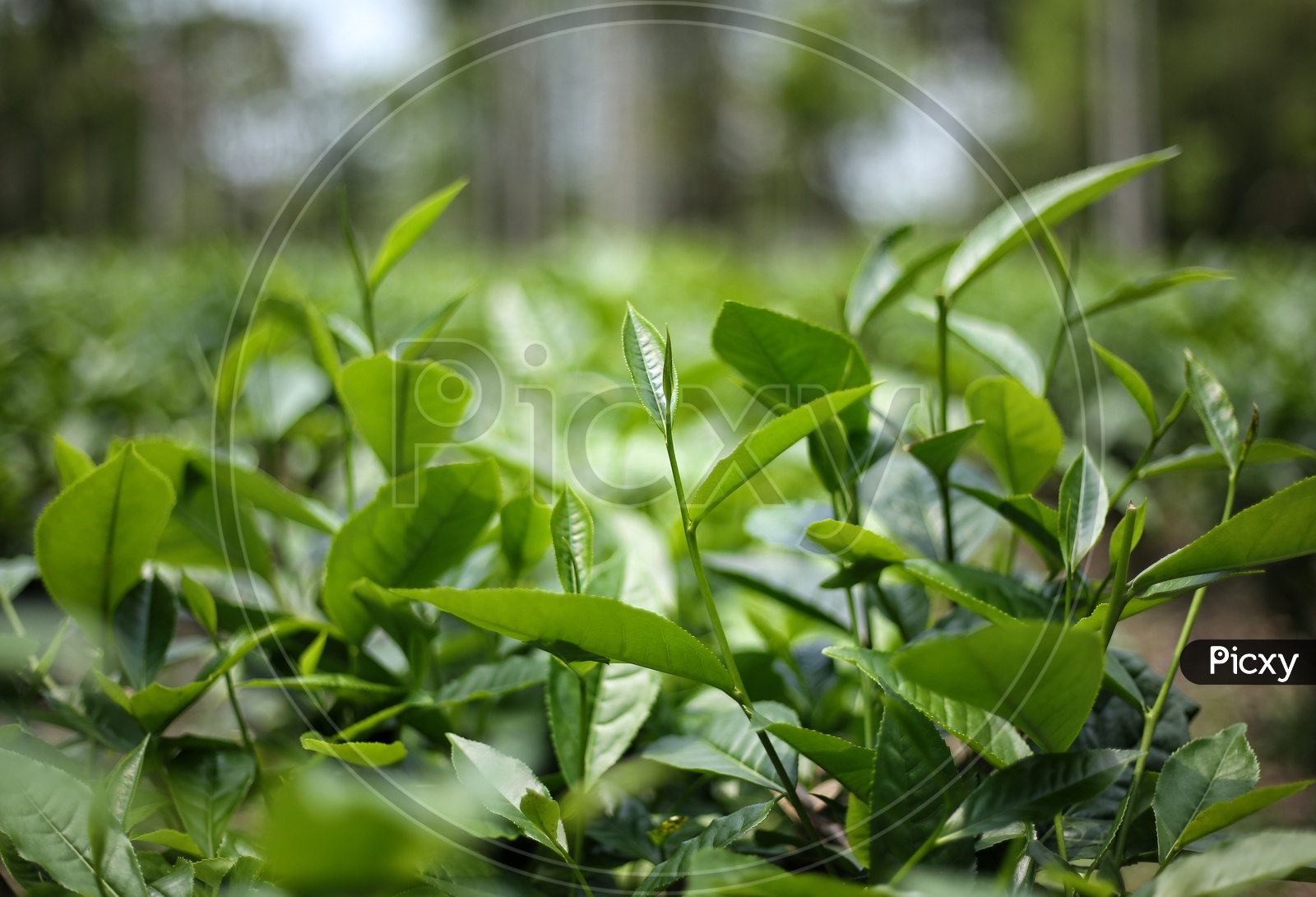 Tea plant
