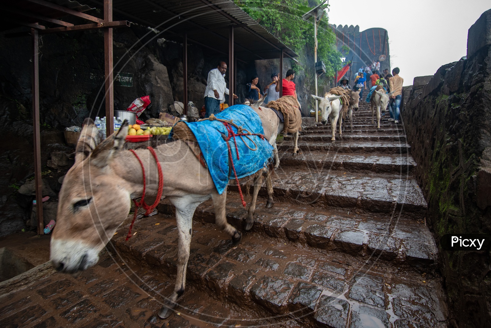 Donkeys used to transport food and other essentials at Sinhagad Fort