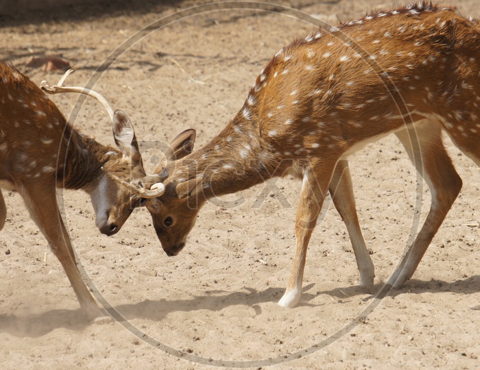 Deers fighting
