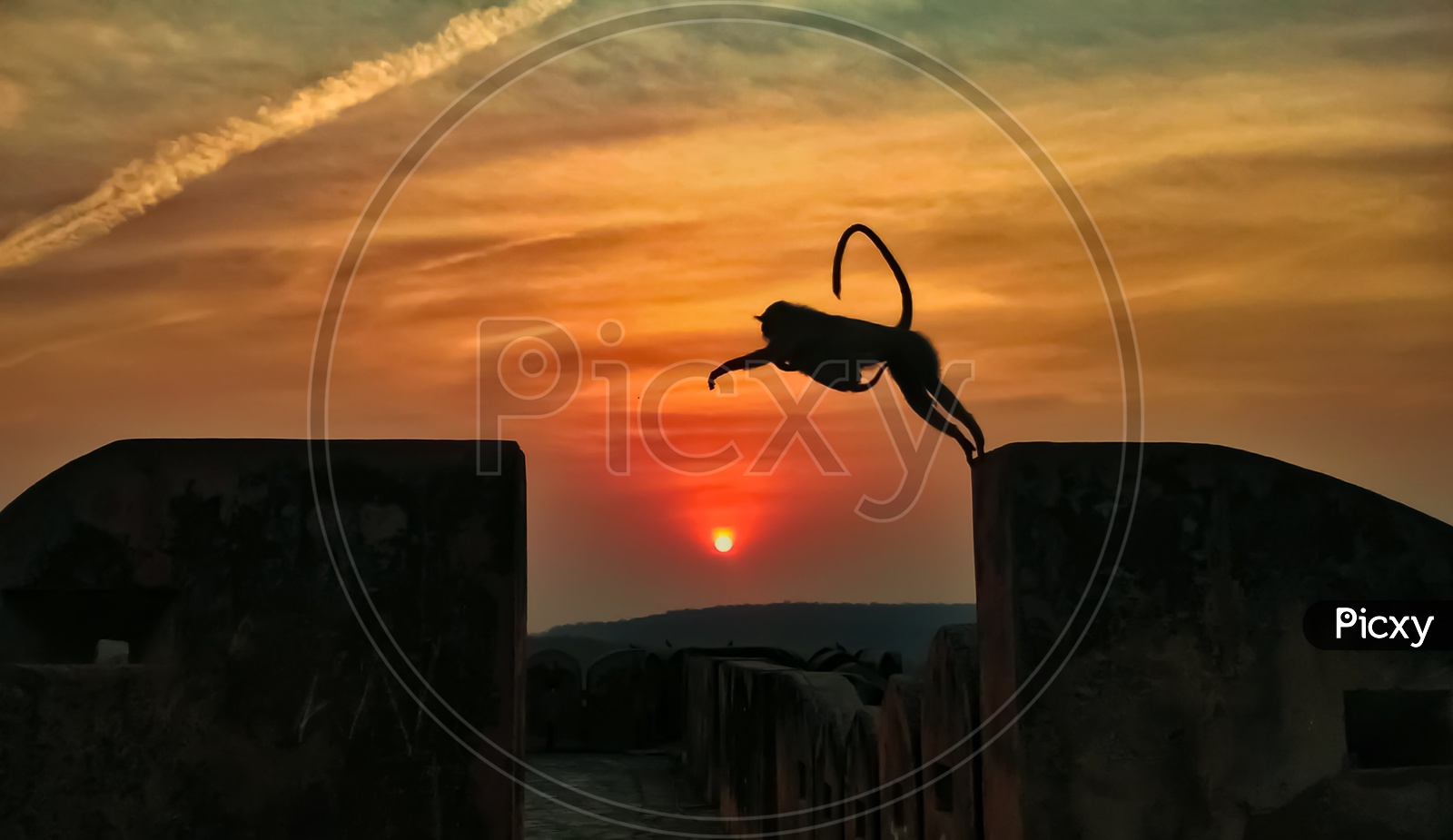 Monkey jumping on the wall of fort at the time of sunset