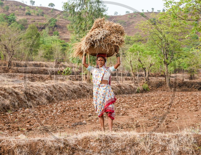 Maharashtra woman carry dry paddy from fields
