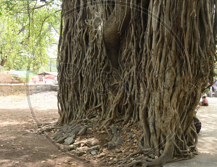 Age Old Banyan tree at Pataleshwar Cave Temple, Pune