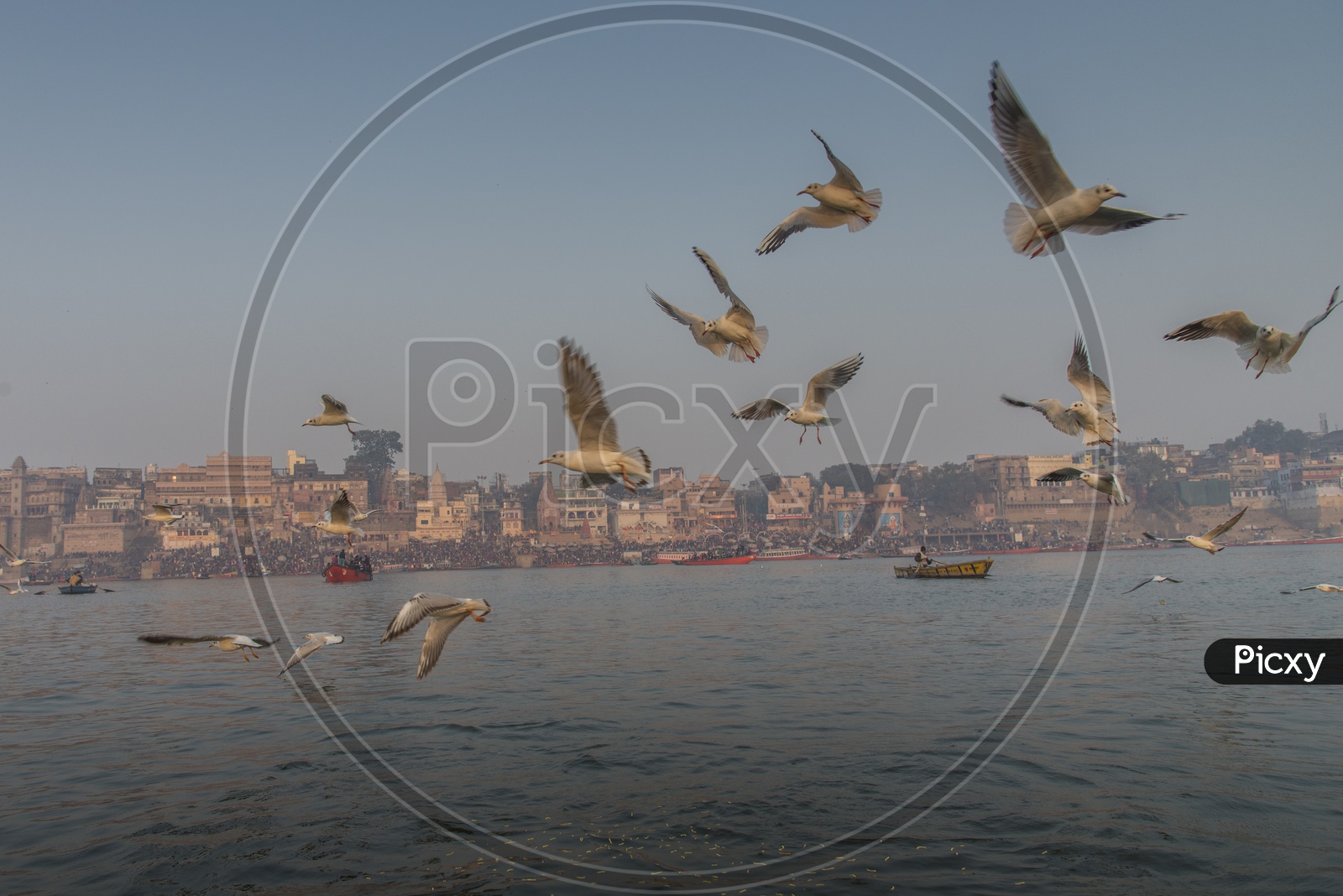 Flock Birds Flying near Ganga River