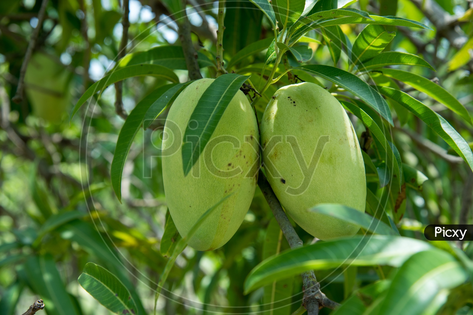 Pedda Rasalu, A variety of mango.