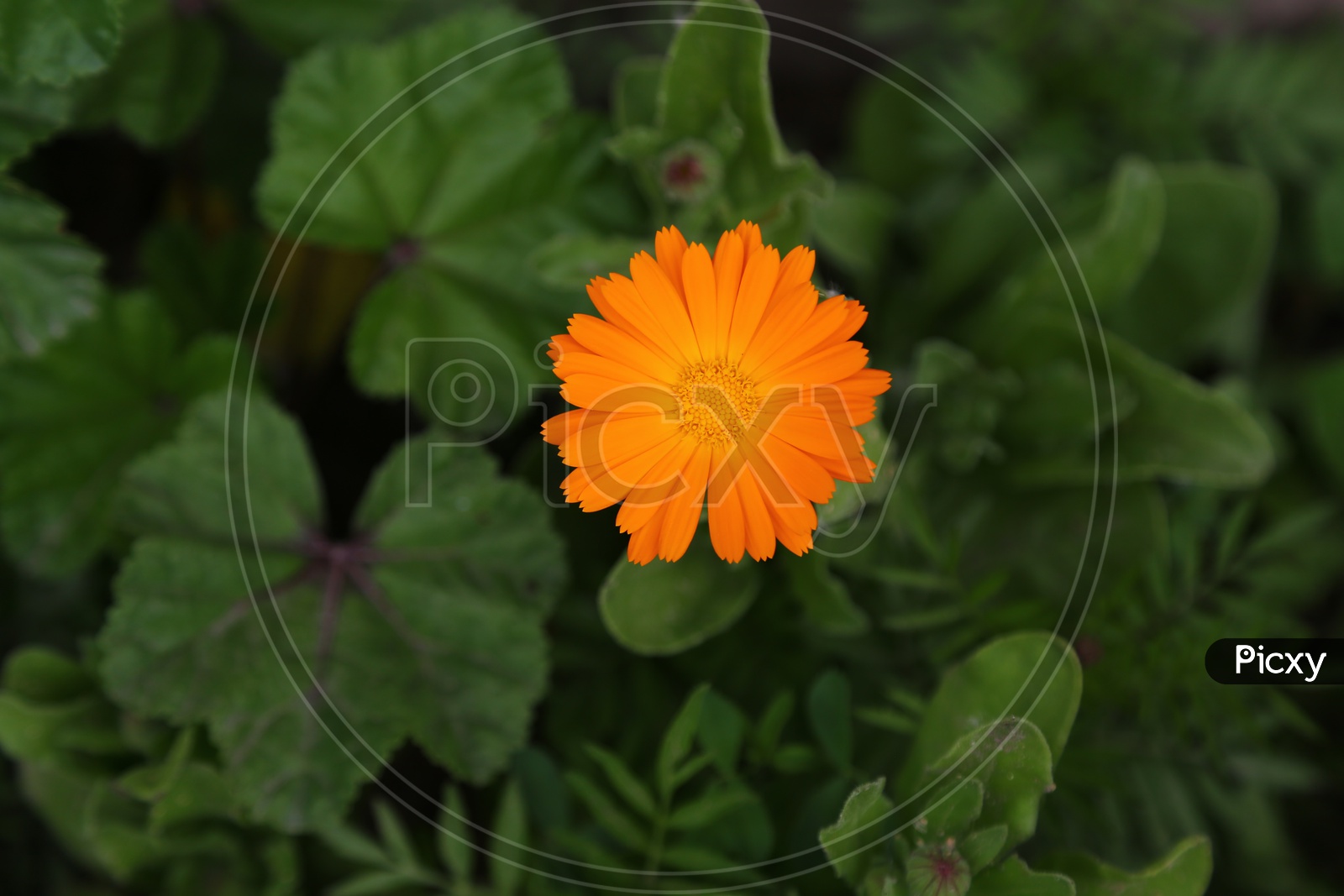 English Marigold Flower