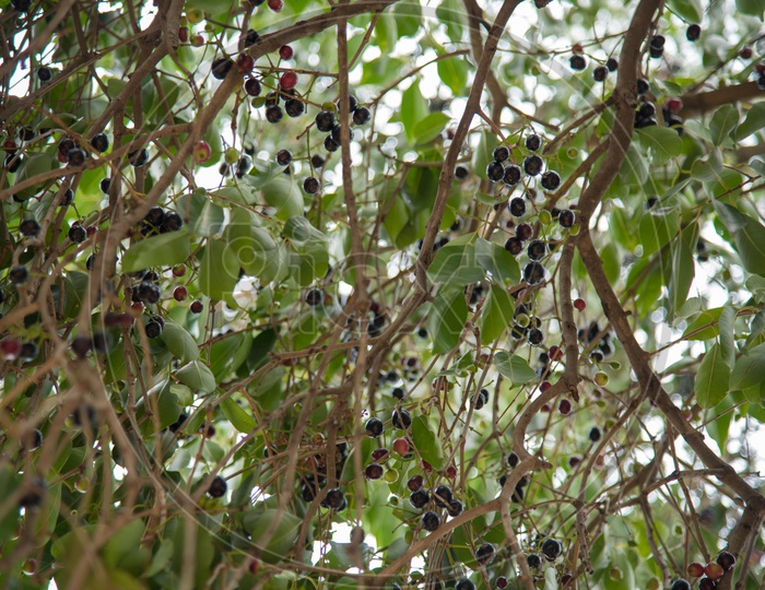 Jamun/Jamoon/Black plum fruits hanging on a Jamun tree