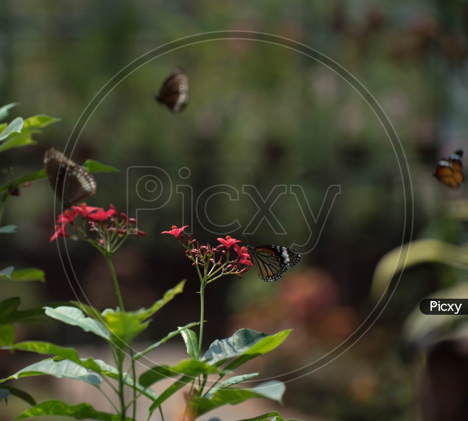 Butterflies in Butterfly world, Indira gandhi zoo