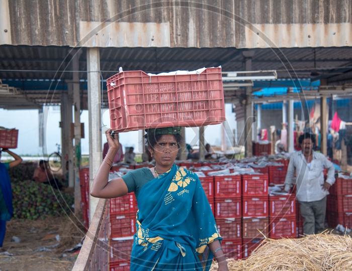 A woman labour at Nunna Mango Market, carrying Mangoes in Baskets to laod in a Lorry.