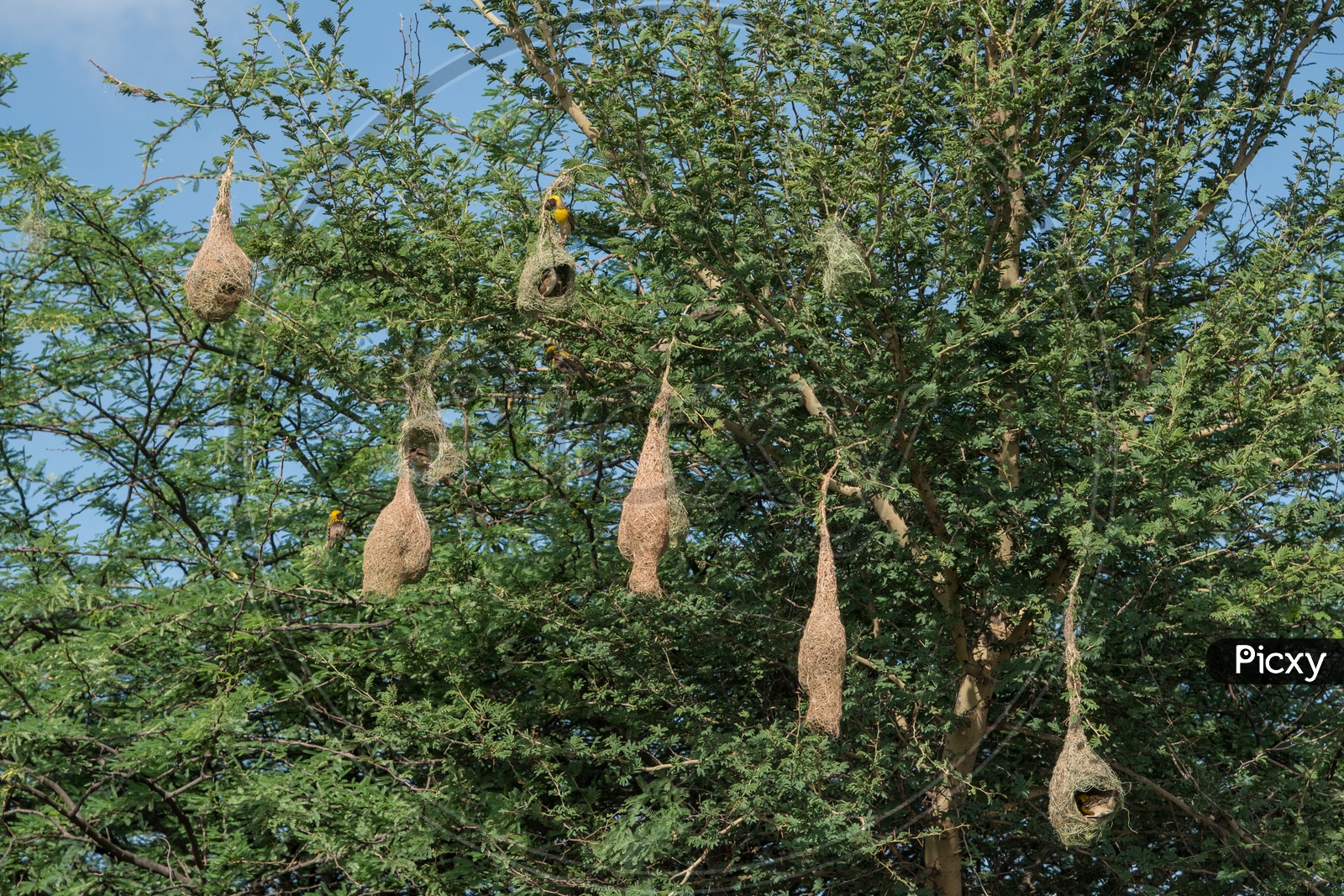 Nest of Baya Weaver Birds