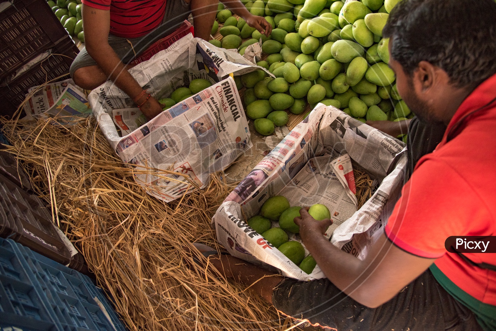 Mangoes being collected into baskets by daily labour  at a Mango Market.