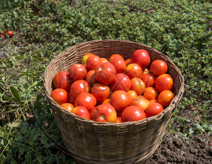 Bucket full of Tomatoes.