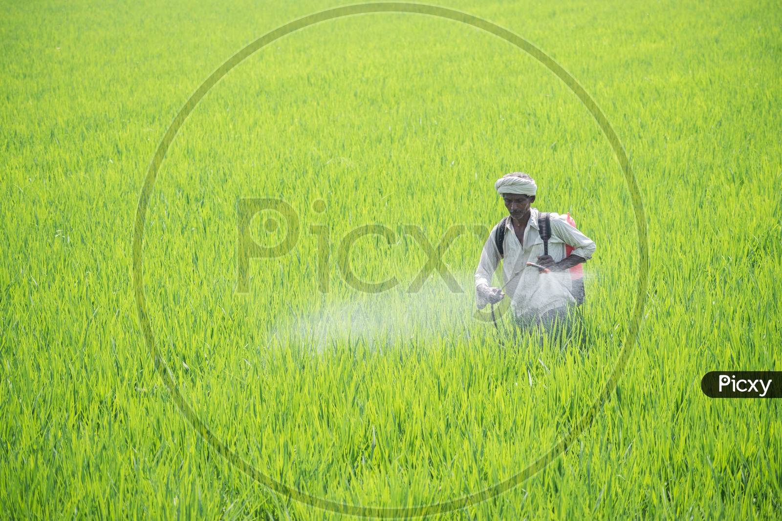 Farmer spraying fertilizers on rice fields