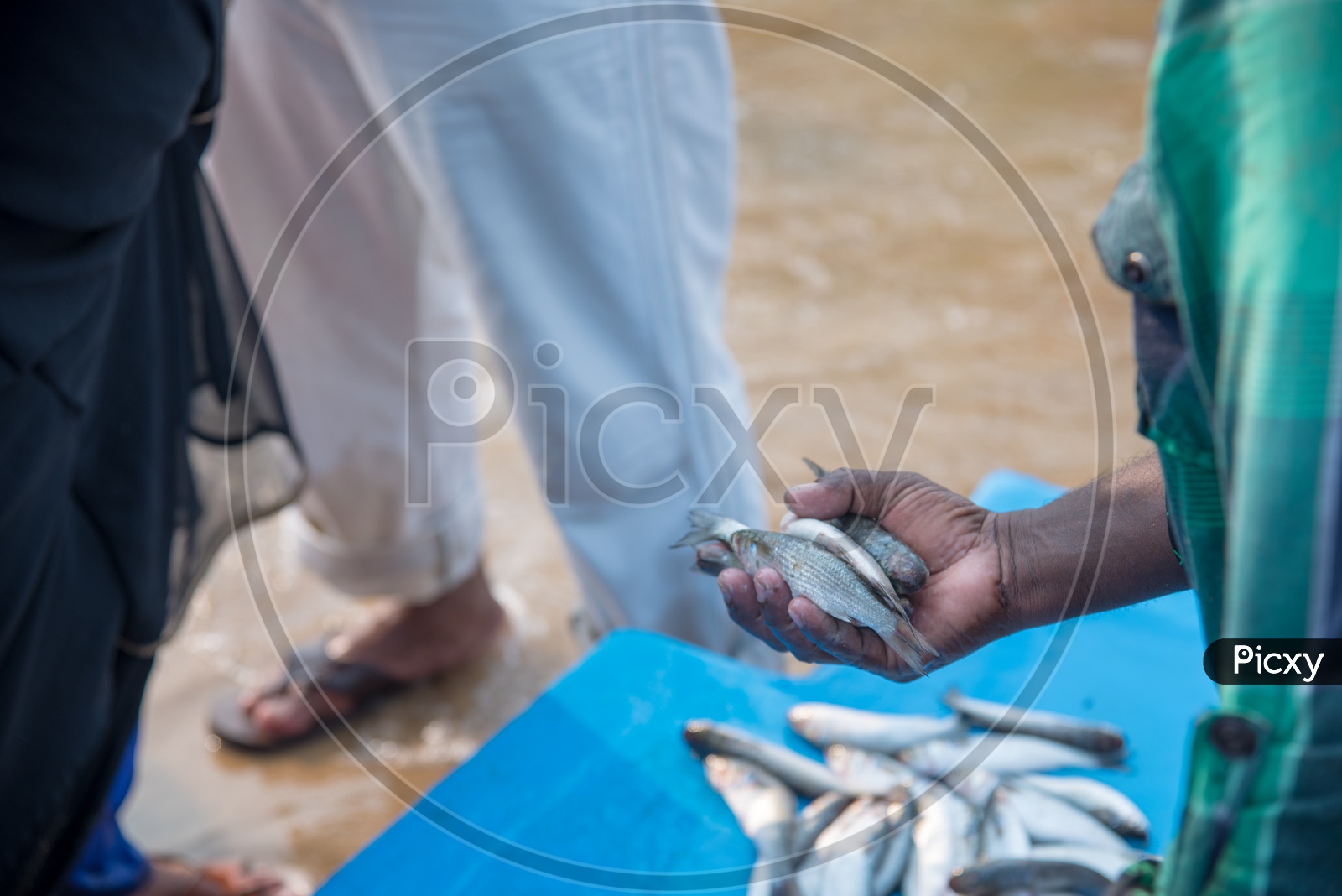 fish for sale