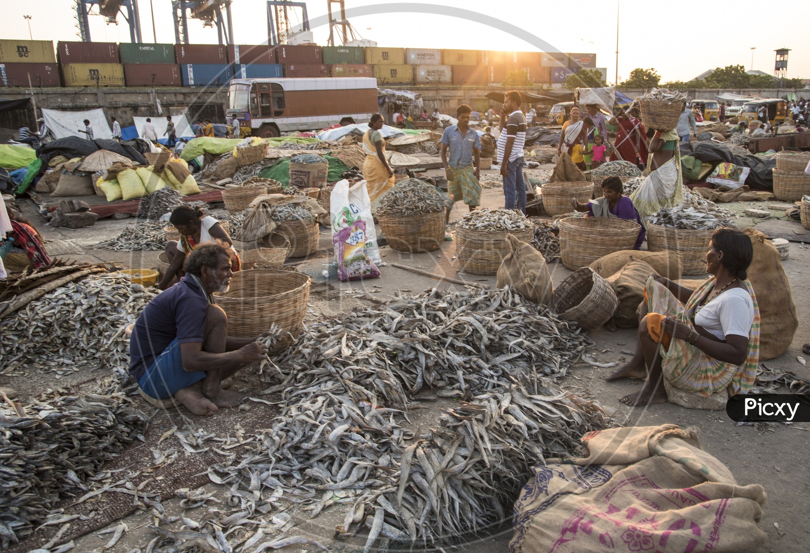 Busy sorting and packing dried fish.