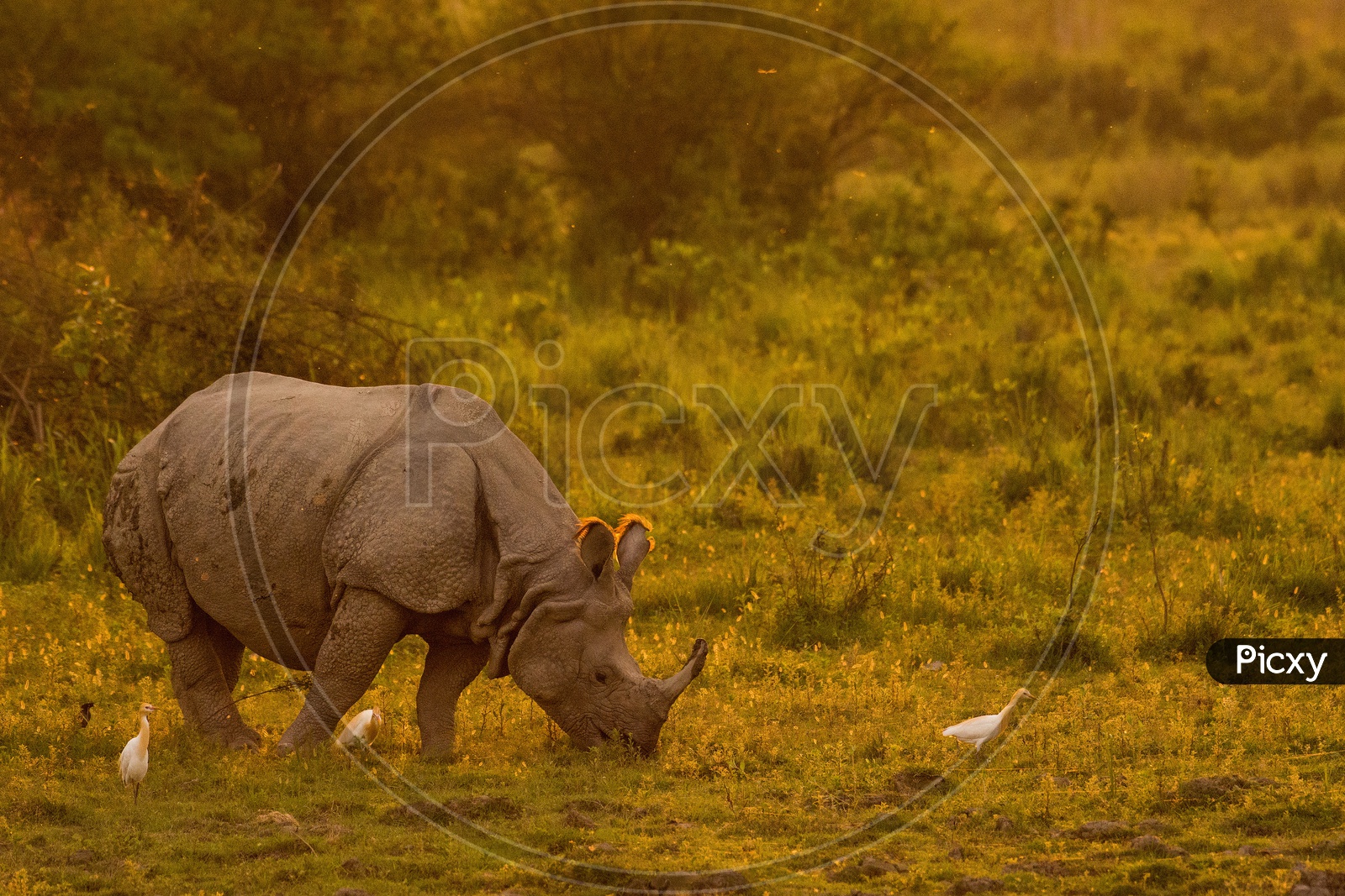One horned rhinoceros in golden moment.