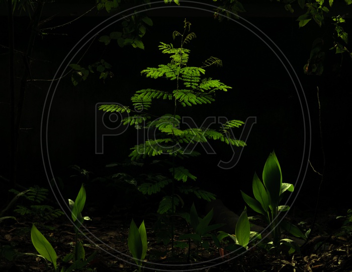 plant shining in dark