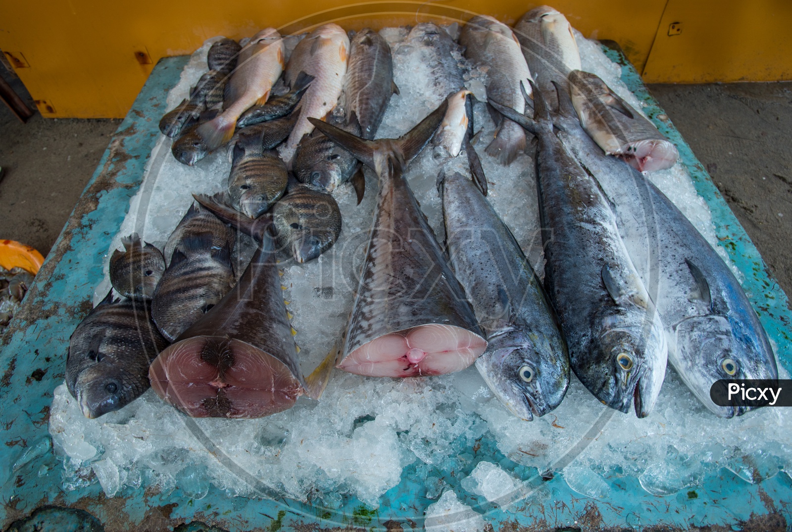 Different Sea Fish put up for Sale at Fort Kochi Beach,Kerala.