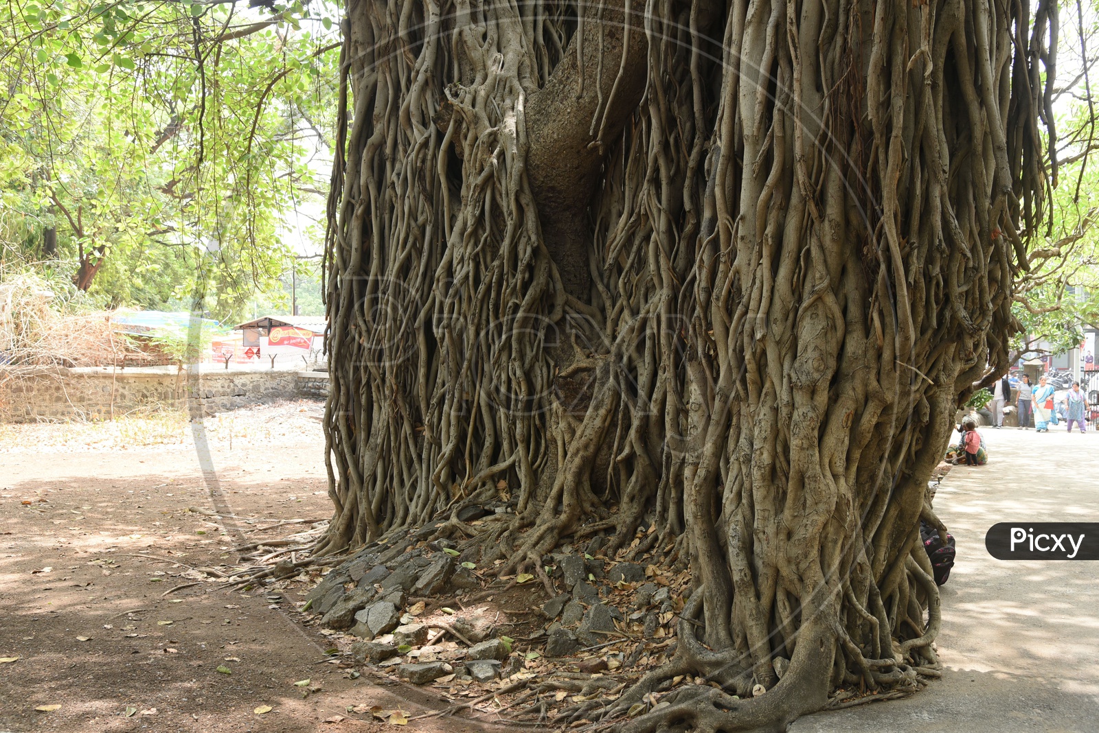 Age Old Banyan tree at Pataleshwar Cave Temple, Pune