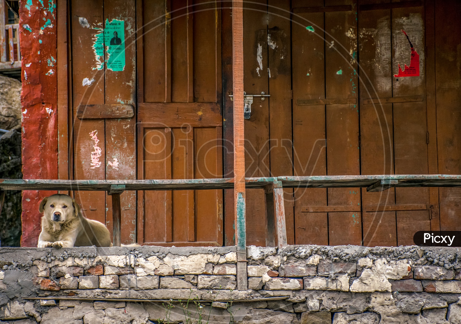 A little pup chilling on the Manali streets
