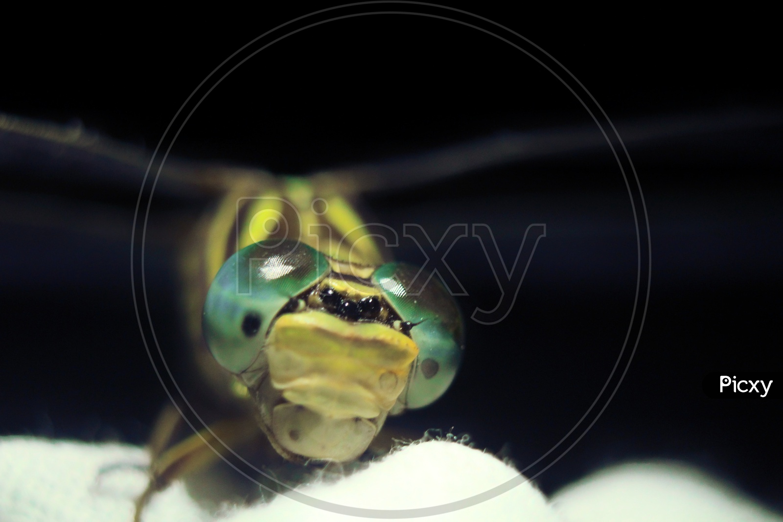 MACRO WORLD - IN FRAME (Lined hooktail (Paragomphus lineatus))