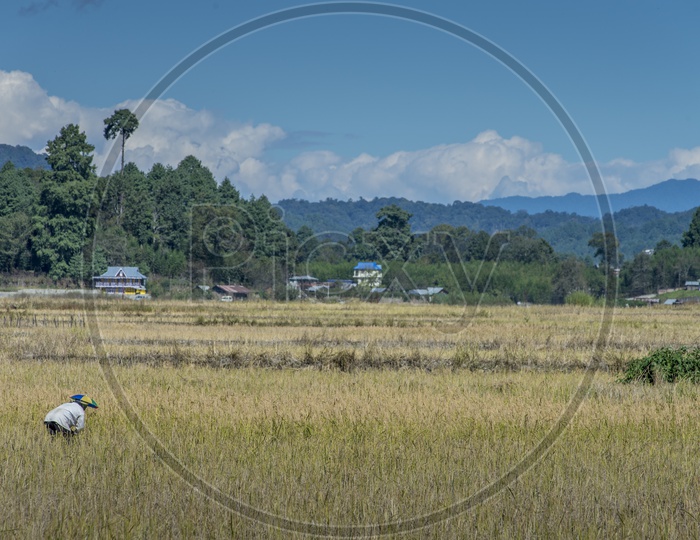 Farmer in Agriculture Fields, Apatani Tribes, HongVillage, Ziro
