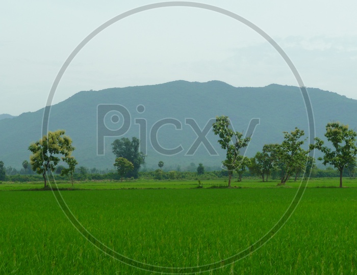 Lush Green Agriculture Fields near Mountains