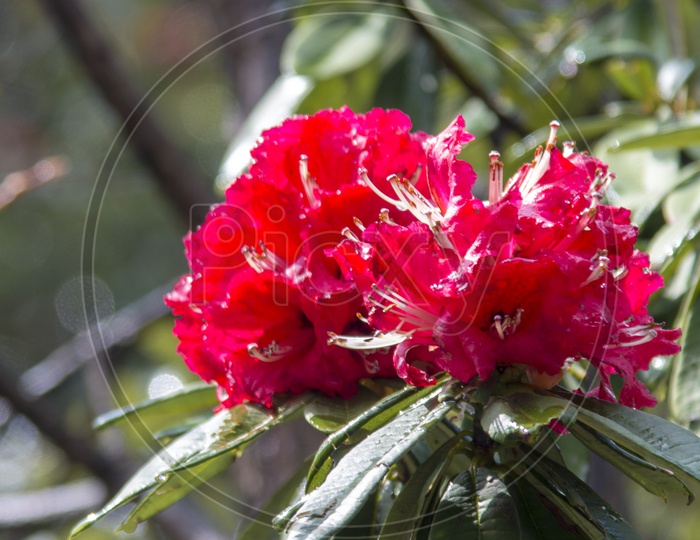 Sweet William Flower in Dharmasala, Himachal Pradesh