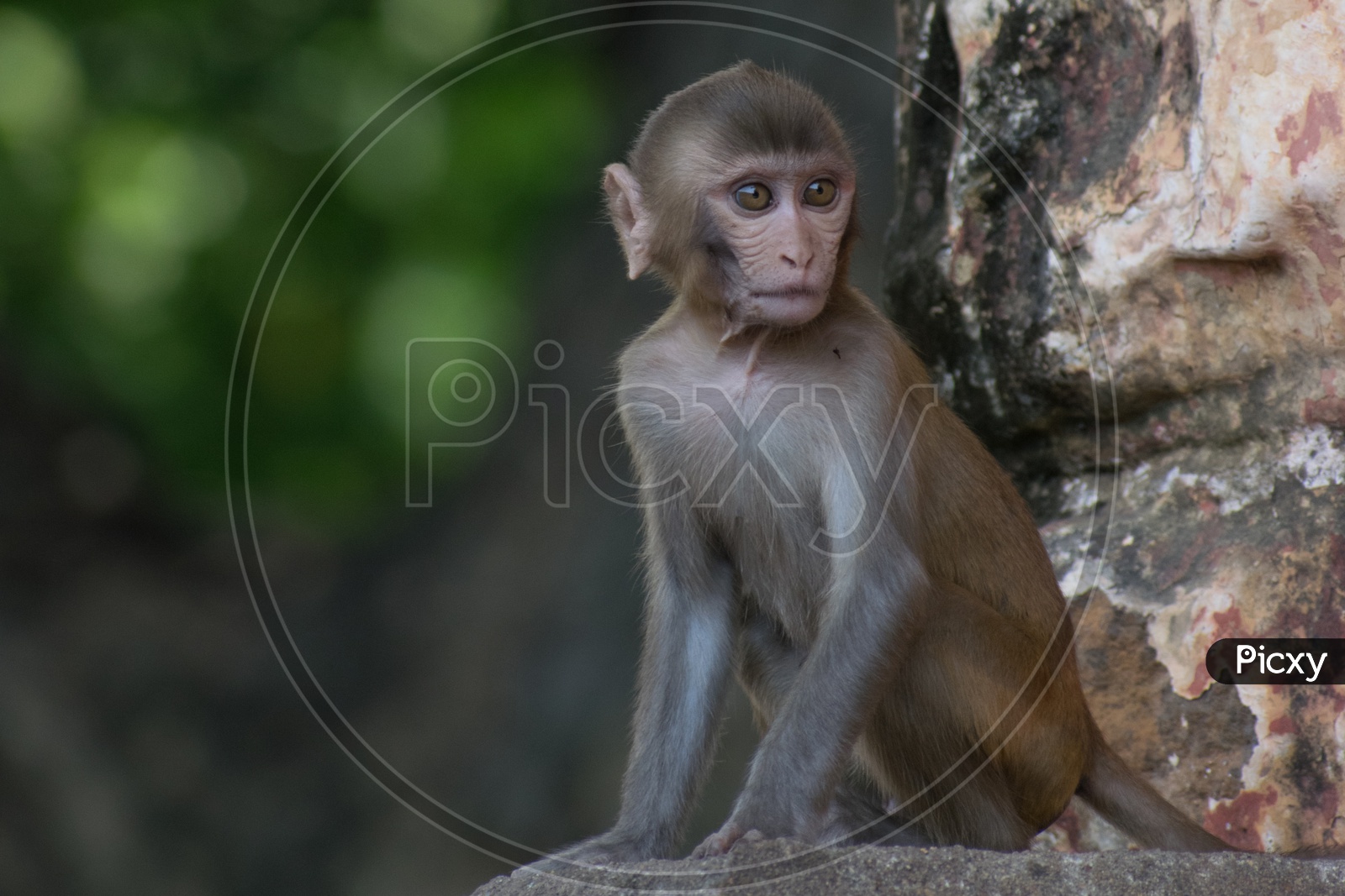 Baby Rhesus Macaque (Macaca Mulatta)