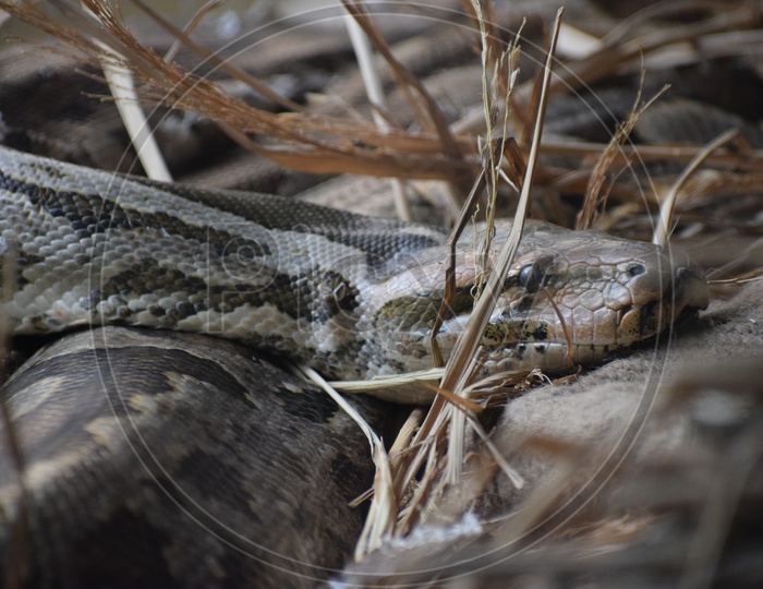 Indian Python Snake