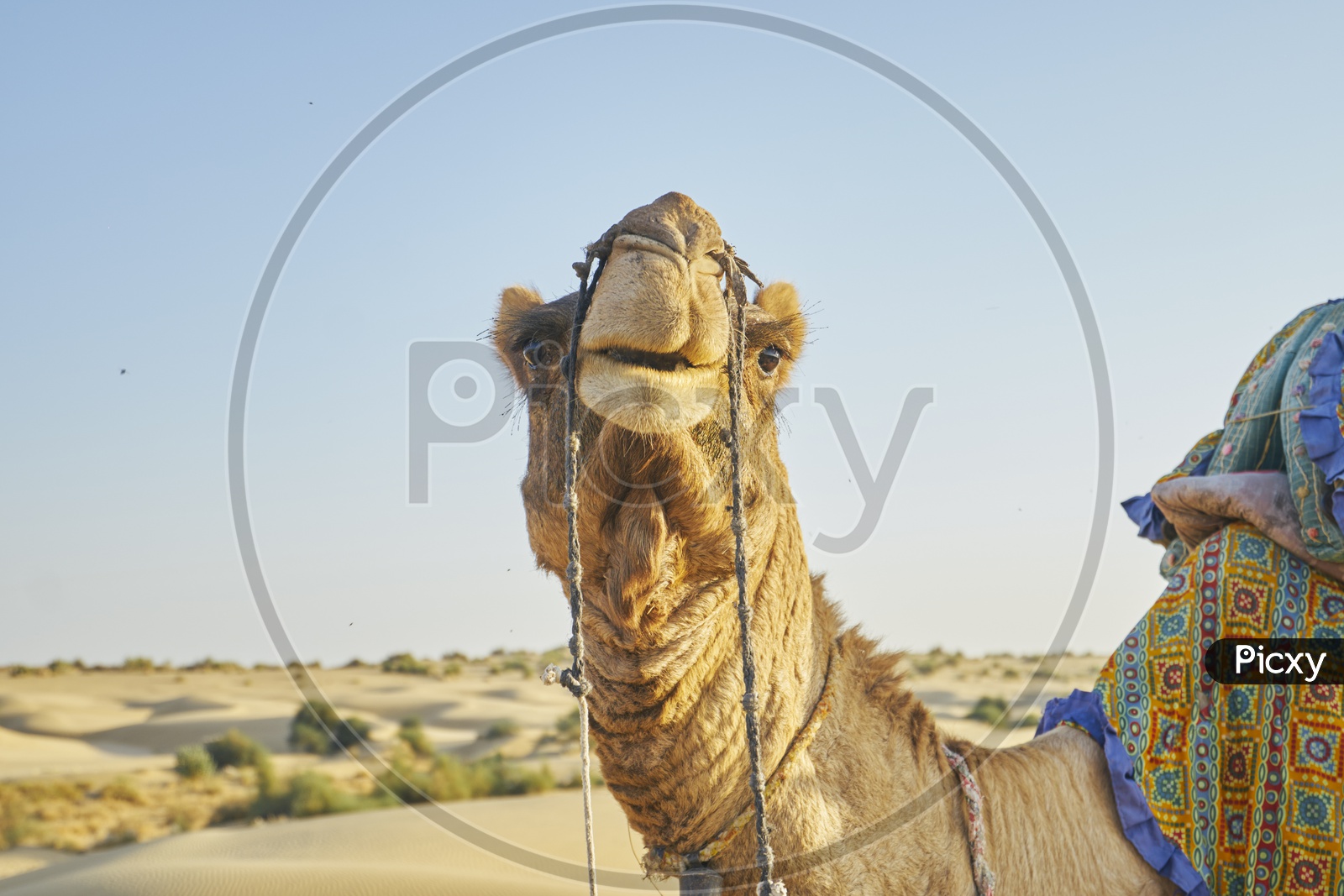 Camels of Rajasthan