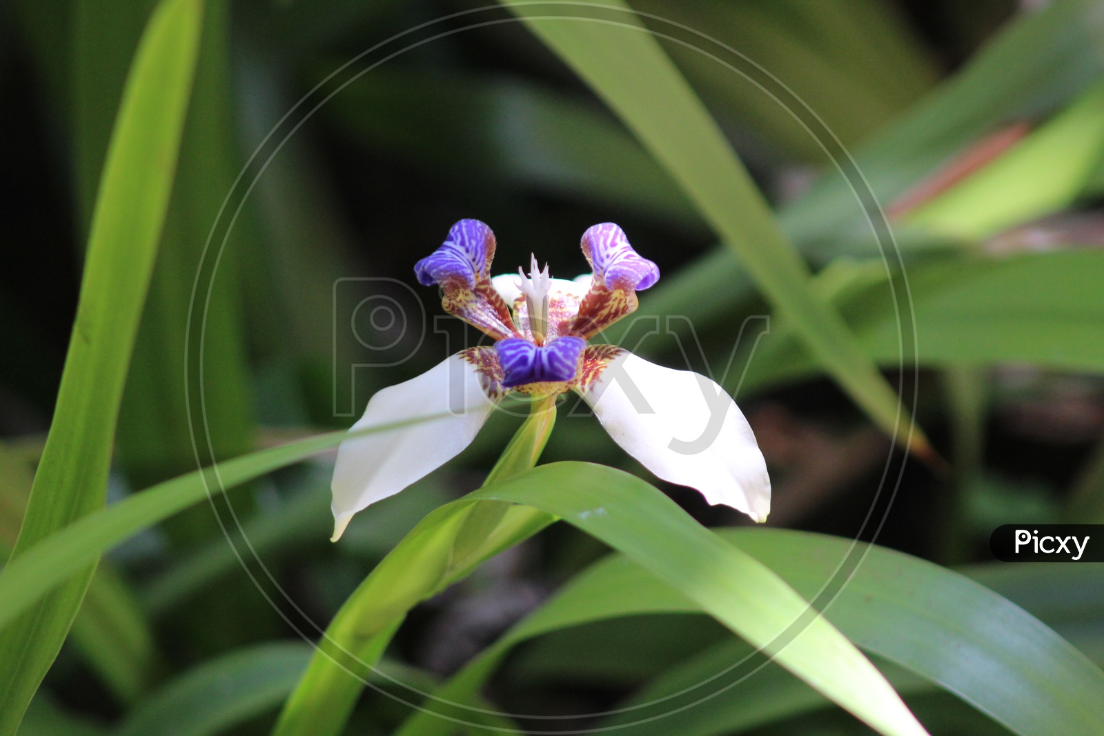 White and Purple Flower