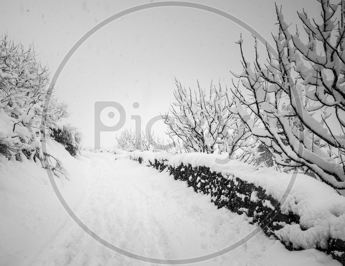 Snow Covered the road at Jana Village near Manali