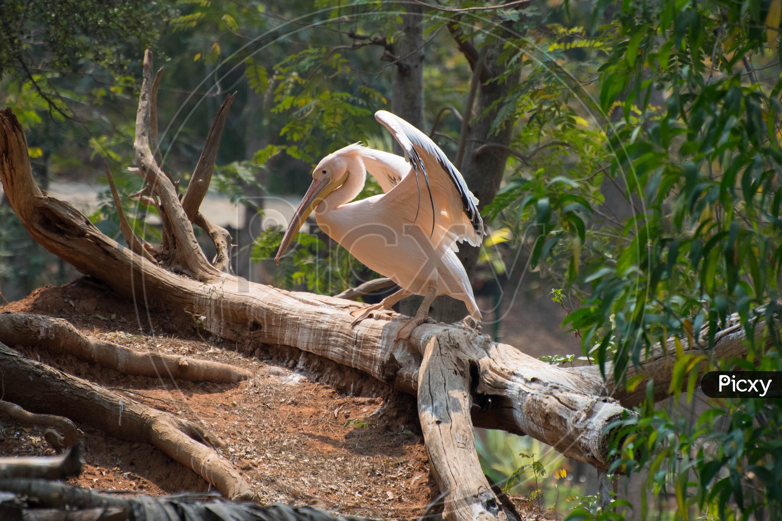 Rose Pelican