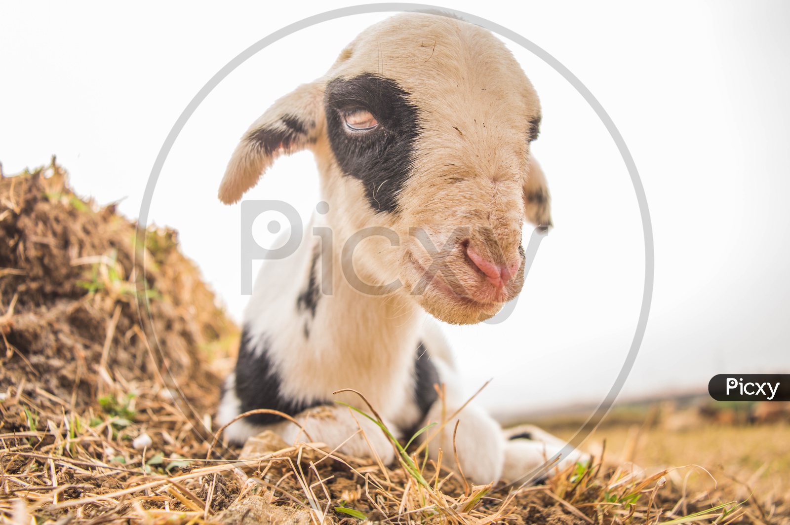 Goat calf