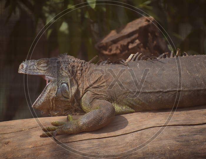 yawning iguana