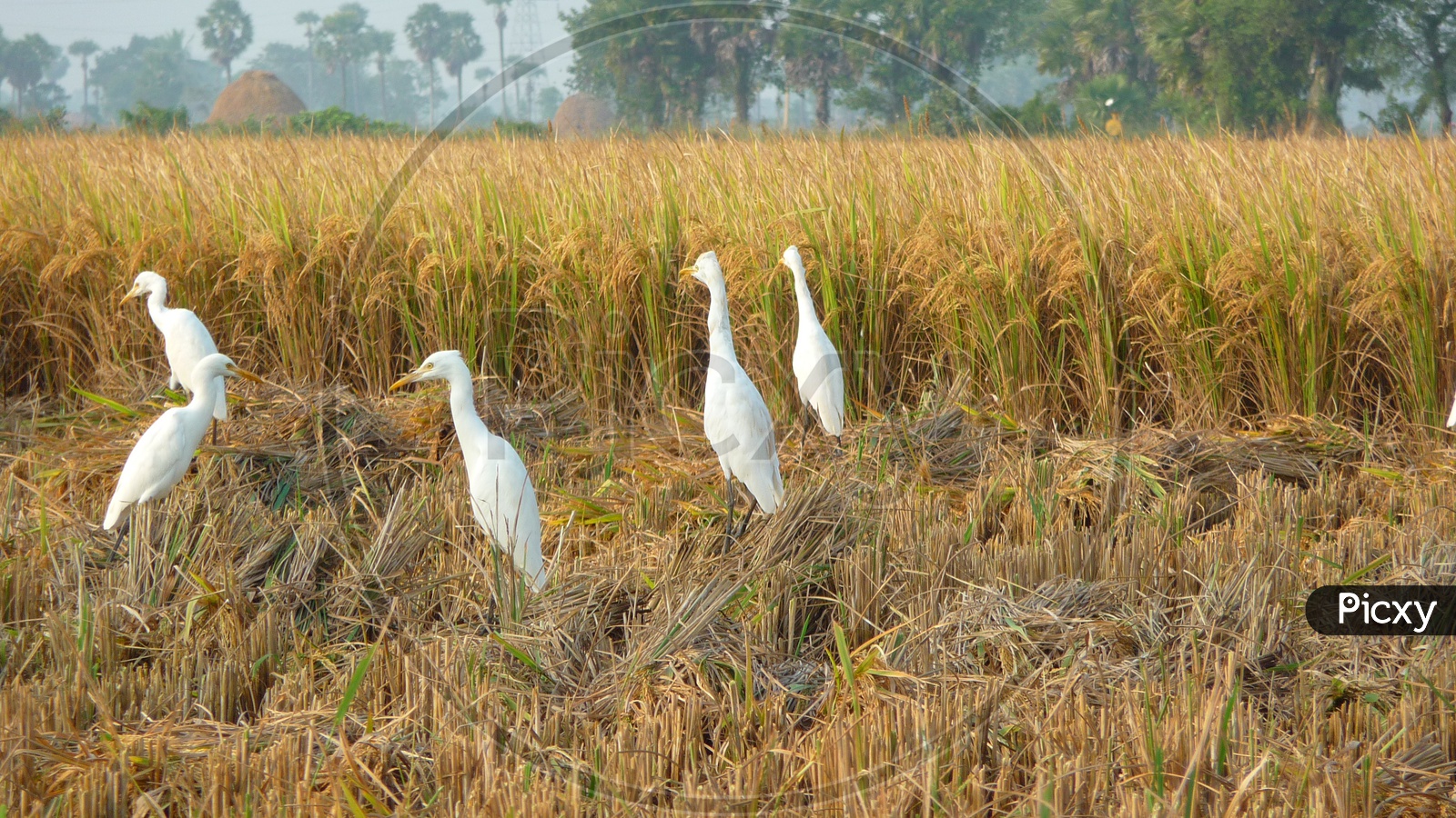 Cranes in Agriculture Fields