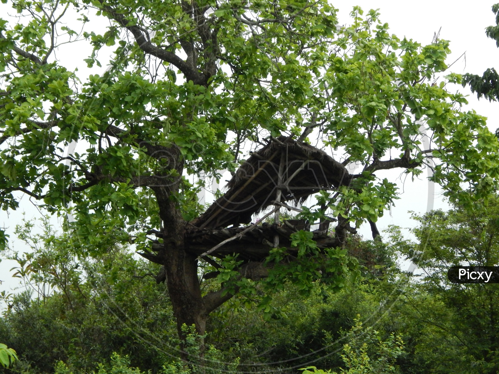 Kaziranga national park