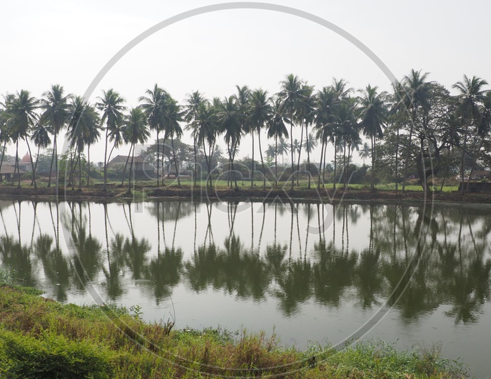 Fishing Ponds near Bhimavaram