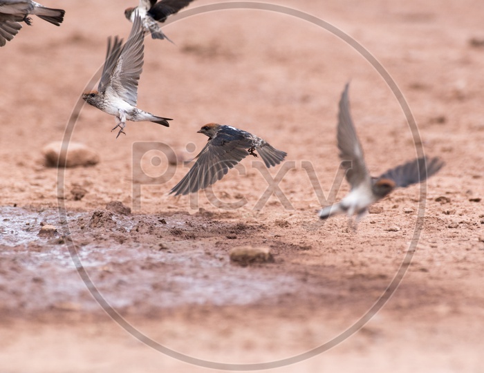 Swallows collecting mud for nesting