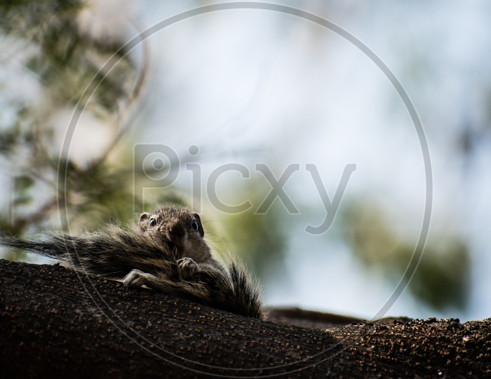 An image of a funny  squirrel on a bark of tree eating his own tail