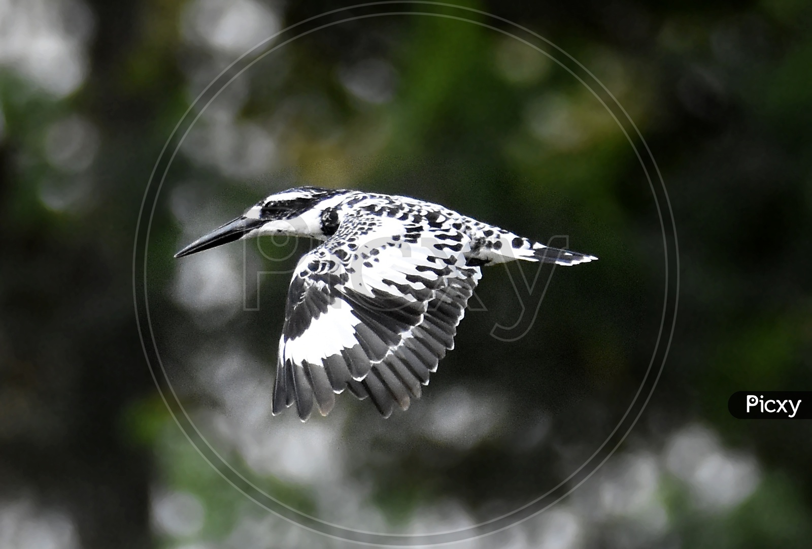 Pied king fisher