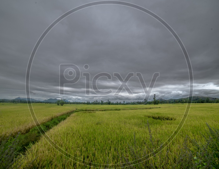 beautiful fields on a cloudy day