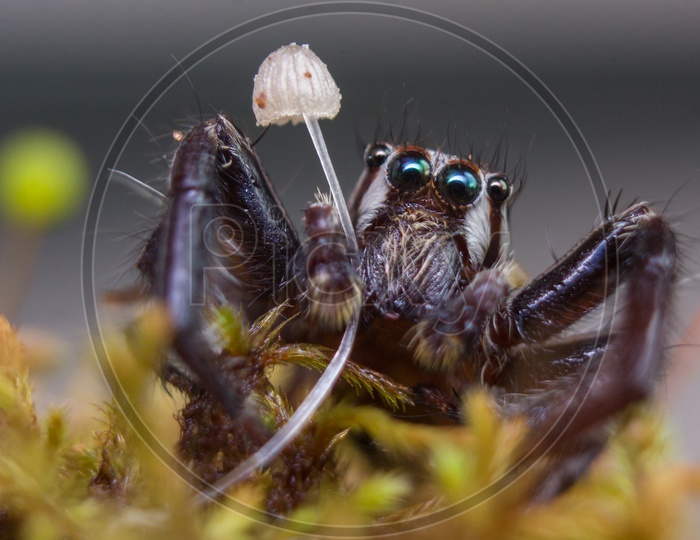 Spider with an umbrella