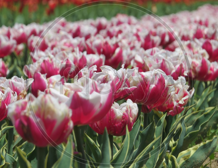 Tulip Garden.